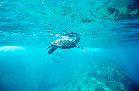 绿海龟空气爬虫岛屿海洋野生动物动物群天空环境游泳荒野图片