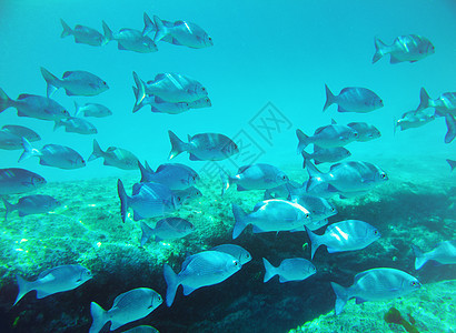 鱼类学校红色环境海洋珊瑚多样性荒野生物热带鱼蓝色钓鱼图片