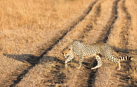 猎豹眼睛哺乳动物猎人越野大草原猫科动物食肉灰尘金子荒野图片