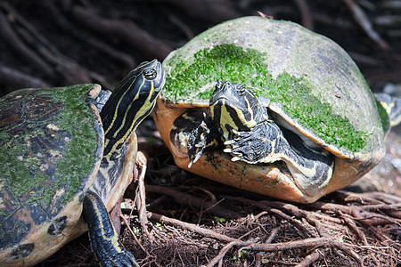 野生生物中涂漆的海龟植物水龟动物群荒野两栖动物园条纹爬虫游泳者环境图片