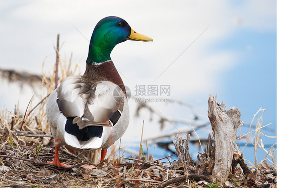 Mallard站在水边边缘鸭子草地刀片橙子晴天野生动物荒野蓝色手表农场图片