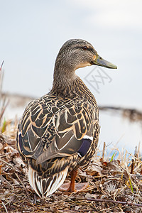 Mallard站在水边边缘场地爬坡晴天女性鸭子蓝色羽毛男性野生动物刀片图片