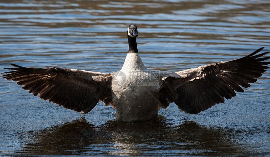 加拿大鹅在软焦点下摇动翅膀动物群眼睛池塘野生动物季节荒野水鸟鸟类游泳羽毛图片