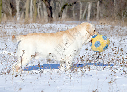 冬季黄黄色的拉布拉多带球公园幸福白色跑步晴天天空宠物森林朋友猎犬图片