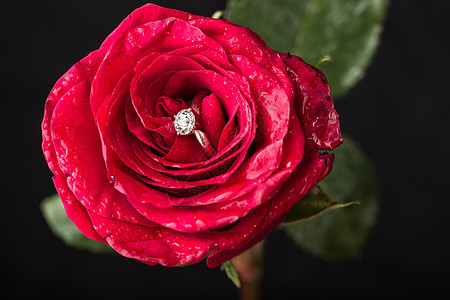 完美的情人节礼物庆典婚礼戒指玫瑰花瓣钻石珠宝红色周年植物图片