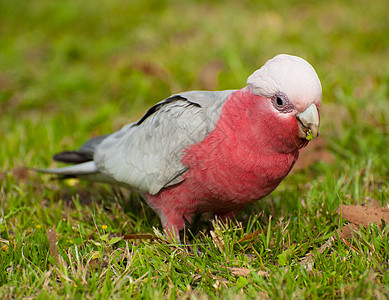 Galah 鹦鹉灰色荒野野生动物粉色动物群绿色图片