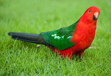 国王橙子荒野野生动物动物动物群绿色濒危男性鹦鹉翅膀图片