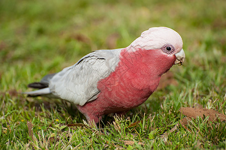 Galah 鹦鹉绿色野生动物灰色粉色动物群荒野图片