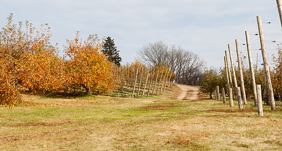 苹果果园满是碎苹果农场收成食物生产季节叶子晴天园艺生长水果图片
