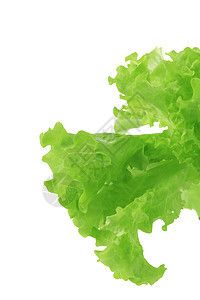 新鲜绿色生菜营养活力食物美食蔬菜白色养分杂货店沙拉叶子图片