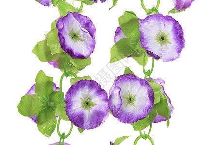 近距离的人工花朵植物群植物宏观白色叶子绿色花瓣薰衣草草本植物紫色图片