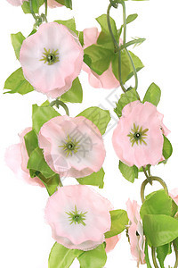 近距离的人工花朵薰衣草叶子紫色草本植物绿色白色宏观植物植物学植物群图片