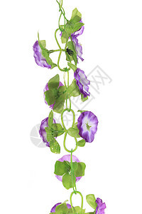 紧紧贴近的花朵白色植物宏观叶子薰衣草植物群星形紫色花瓣绿色图片