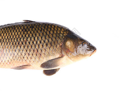 钓鱼水平淡水渔业动物健康饮食食物摄影图片