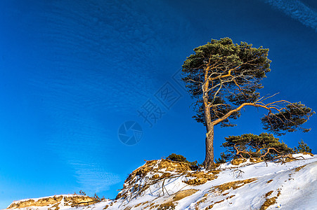 孤独的松树天空植物边缘森林海岸线场景虚拟机天际旅游蓝色图片