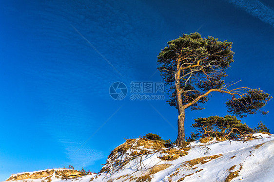 孤独的松树天空植物边缘森林海岸线场景虚拟机天际旅游蓝色图片