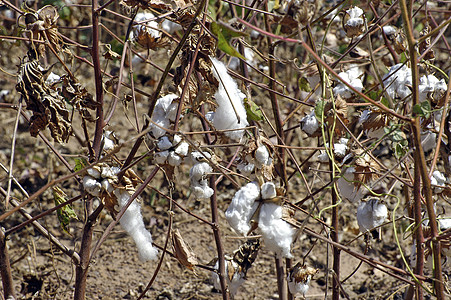 棉花花采摘纺织品生长棉铃纤维植物学收成场地绿色农业图片