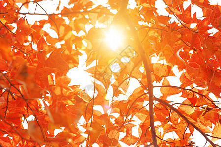 秋天的红树叶宏观红叶落叶植物公园植物学植物群金子季节环境图片