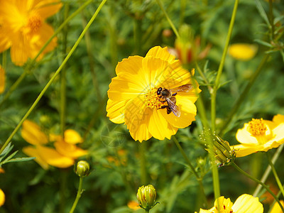 黄色宇宙花朵植物学庆典农村植物群花园花瓣花粉场地环境菊科图片