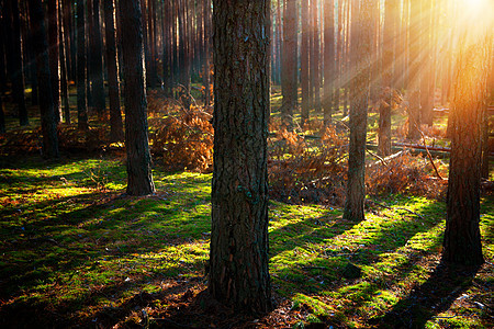 米斯蒂旧森林 秋季森林环境生态国家薄雾水分阳光日落林地苔藓风景图片
