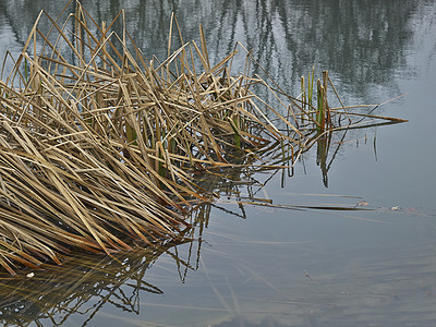 湖中的青蛙树木蓝色甘蔗植物衬套池塘反射环境季节图片