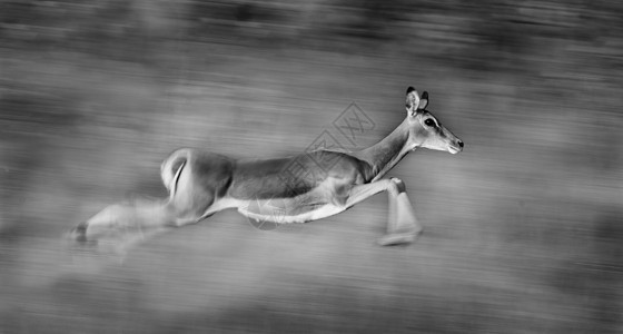 Impala 运行中黑与白野生动物动物跑步荒野运动速度哺乳动物图片