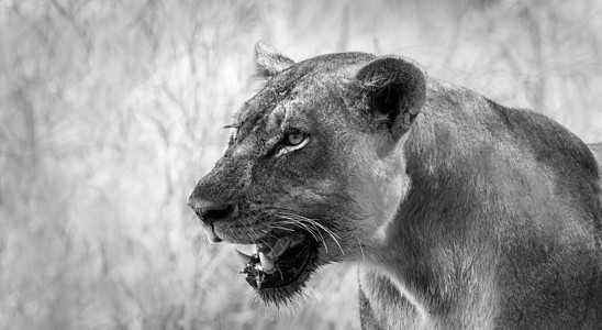 狮子母狮衬套婴儿游客树干捕食者旅游动物旅行食肉图片