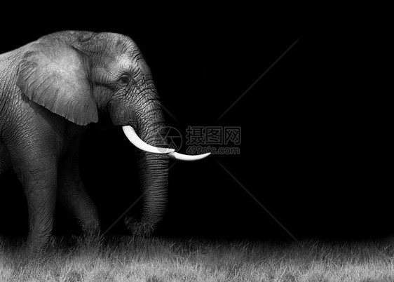 非洲大象黑白两面图片