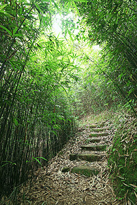 翠竹林一条小路穿过茂密的竹林植物群植物远足阳光晴天森林辉光丛林荒野太阳图片