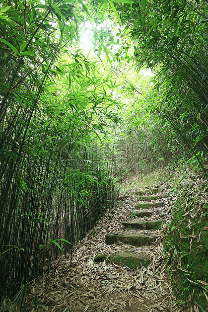 翠竹林一条小路穿过茂密的竹林植物群植物远足阳光晴天森林辉光丛林荒野太阳图片