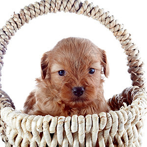 一只小狗在一篮子里的肖像犬类脊椎动物乐趣动物哺乳动物好奇心友谊毛皮宠物褐色图片
