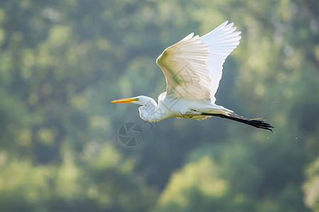 大白色Egret 软焦点飞行图片
