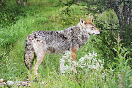 森林中的灰狼灰狼树木野生动物荒野动物木头捕食者木材狼疮生物图片