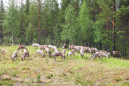 鹿牛群哺乳动物地面家畜男性牧场野生动物动物草地团体荒野图片