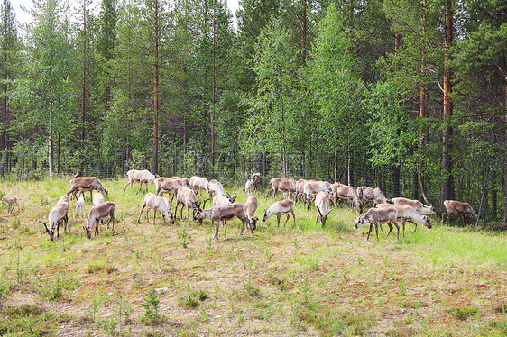 鹿牛群哺乳动物地面家畜男性牧场野生动物动物草地团体荒野图片