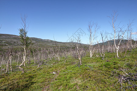 Tundra 景观风景森林环境地平线场景苔原荒野树木高地公园图片