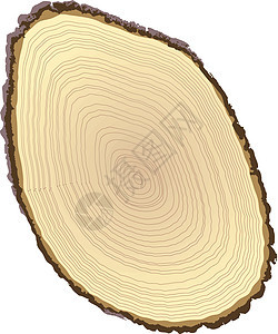 剪切日志戒指生活黄色树桩植物木头同心白色生长木材图片