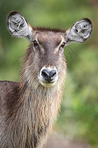 水桶食草耳朵动物群野生动物女性公园羚羊动物鼻子荒野图片