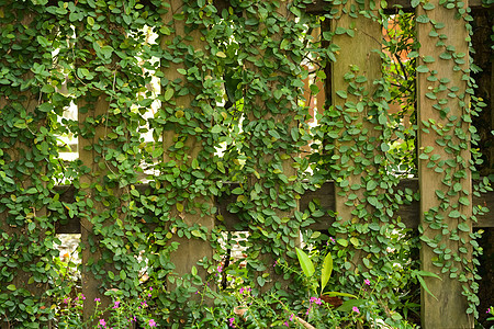 木墙上的叶子厂公园木头树叶木板草地季节草本植物农村草原栅栏图片