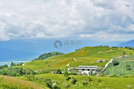 Hualien乡边农村植物天堂地形雌蕊植物学天空百合环境花瓣图片