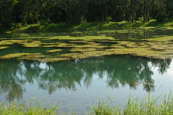 皮帕湖叶子森林土地草本植物晴天植物吸引力太阳琵琶公园图片