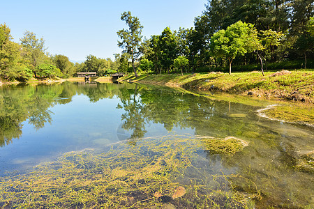 皮帕湖太阳植物木头土地晴天荒野叶子旅行草本植物吸引力图片