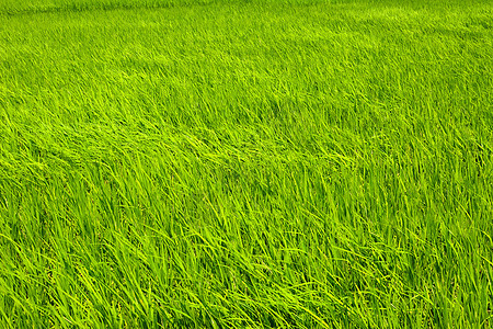 国家稻米农场收成种植园叶子植物种子生长草地幼苗水坑培育图片