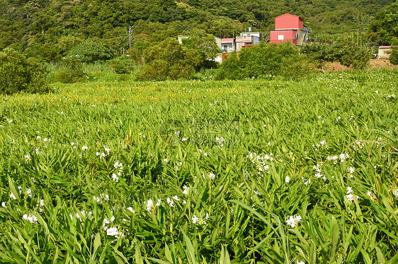 Ginger Lily农场国家热带农田植物农村植物群培育场景牧歌草地图片