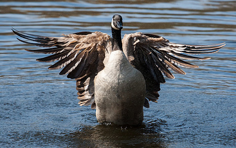 加拿大鹅在软焦点下摇动翅膀脖子池塘荒野游泳野生动物季节鸟类眼睛水鸟动物群图片