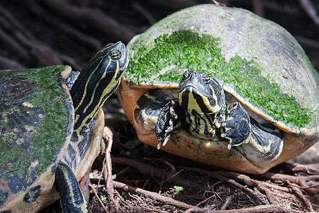 野生生物中涂漆的海龟动物群两栖动物园池塘野生动物菊科蜥蜴人动物环境条纹图片