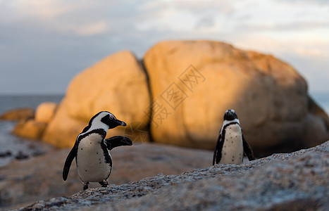 非洲企鹅羽毛荒野笨蛋观鸟巨石鲈鱼动物学动物野生动物海洋图片