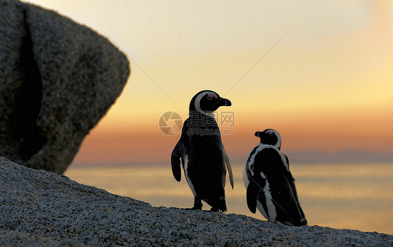非洲企鹅荒野日落笨蛋鲈鱼羽毛海岸海洋环境濒危巨石图片