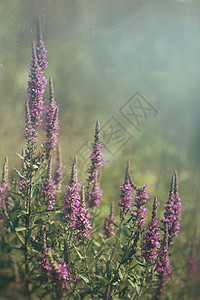 野外种植的紫色野花图片