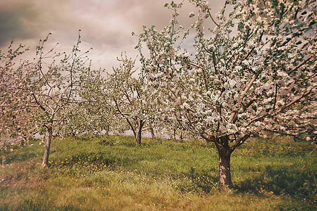 樱桃果园春天的苹果果园发光季节场地院子叶子农场植物森林农业国家生长背景